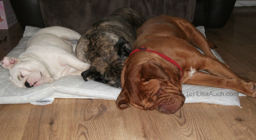 3 Dogs Sleeping Happily together