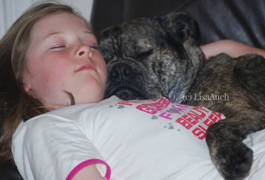 Dog Sleeping. Bullmastiff type dog