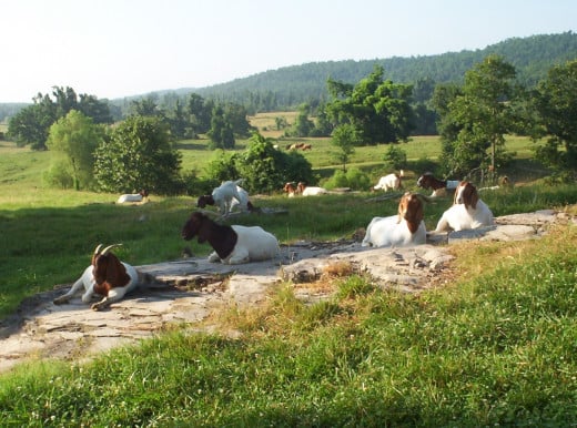Meat goats on pasture