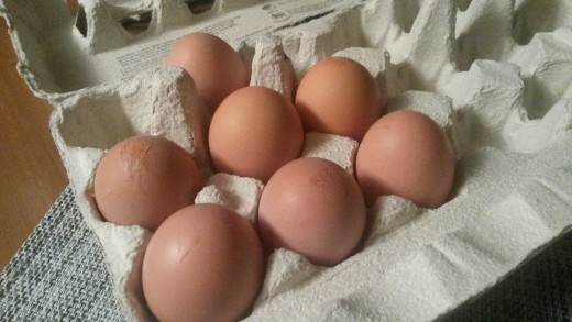 Eggs for endurance. Eggs are packed with high BV protein for muscle growth and repair