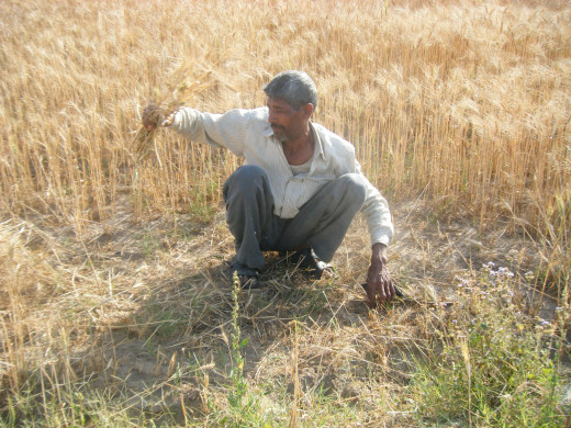 Indian Wheat Field