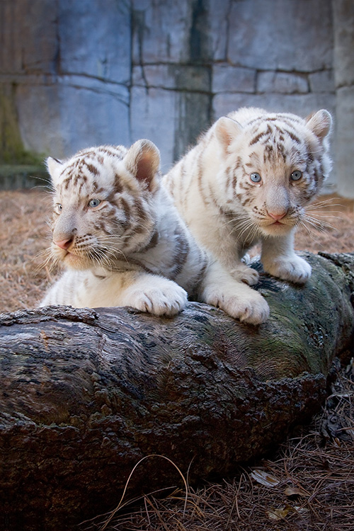 Two Newborn Tiger Cubs in Lowry Park Zoo