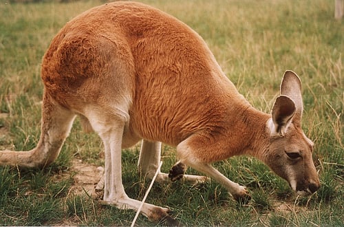 Big Red Kangaroo