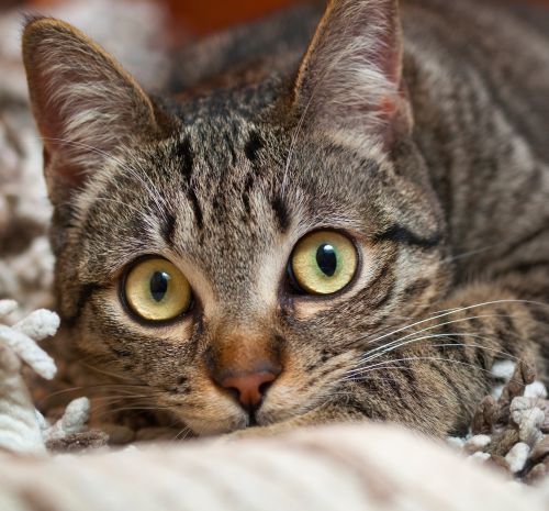Cats are NOT vegetarians