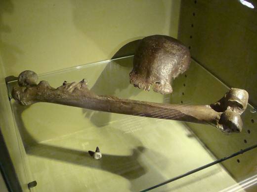 Original fossils of Homo Erectus found in Java in 1891