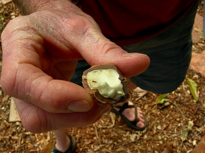 Kukui Nut Cracked Open