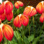 Call the Zoo to find out when the orchid house is open. I believe it is once each month. Call the Zoo to find out when the orchid house is open. I believe it is once each month.