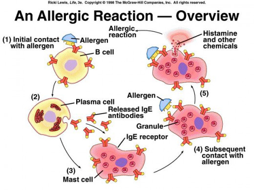 Figure A. Role of mast cells in allergic reaction