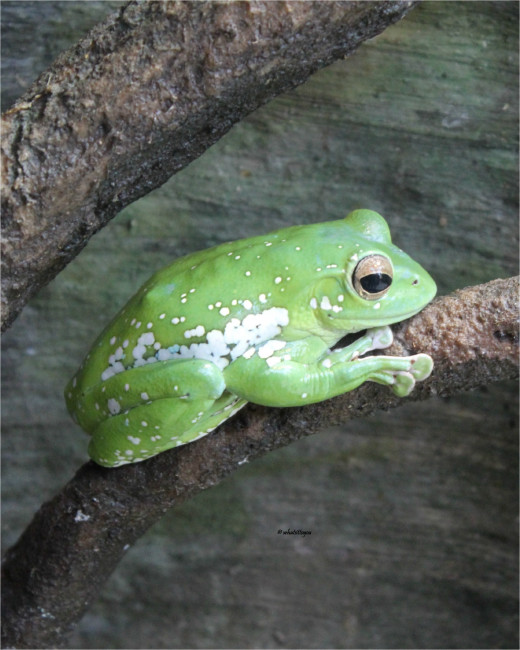 Chinese Gliding Frog