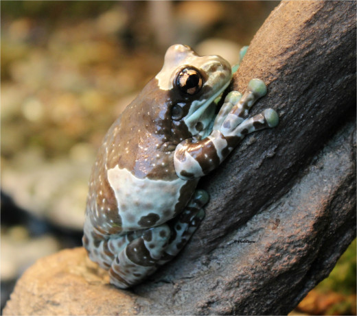 Amazon  Milk Frog