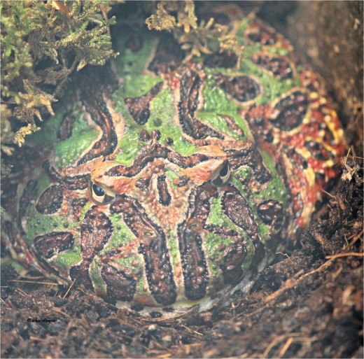 Ornate Horned Frog