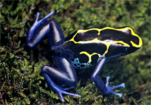 Dyeing Poison Frog