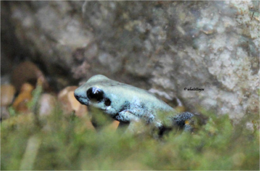 Golden Poison Frog