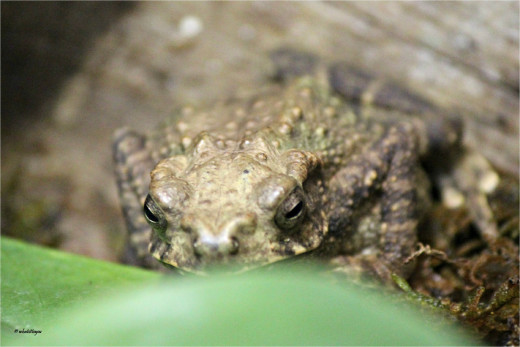 Asian Tree Toad
