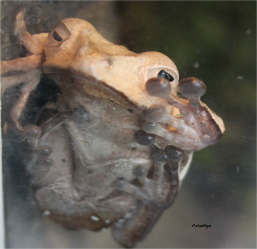 Borneo Eared Frog