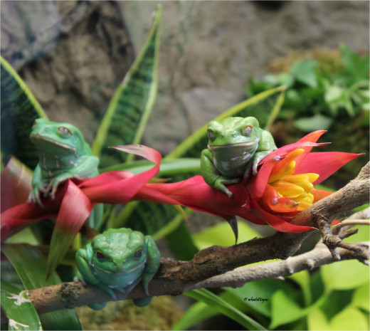 Waxy Monkey Frogs