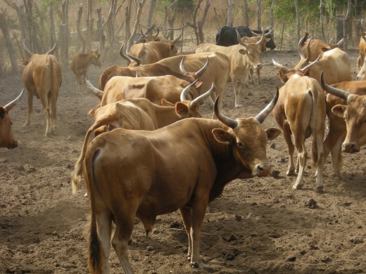 An N'Dama cattle herd in West Africa.