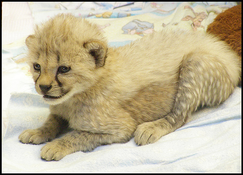Newborn Cheetah in Cincinnati Zoo & Botanical Garden 