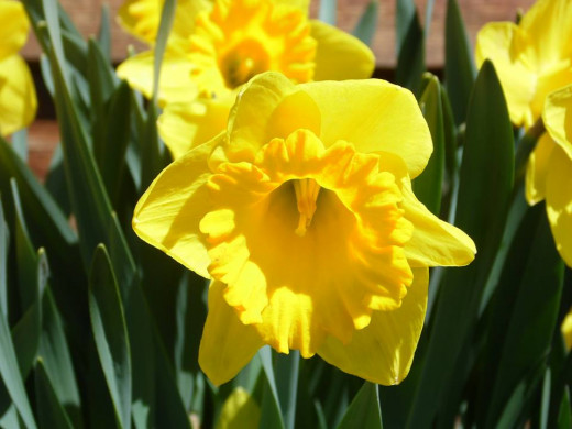 Picture of a yellow daffodil.