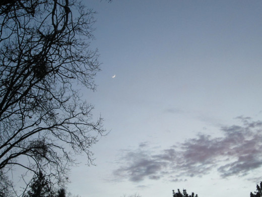 The sky with a tree that is devoid of leaves, and a waxing moon high in the sky above.