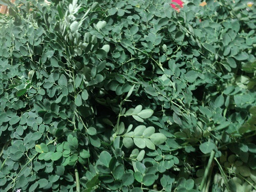 Malunggay Leaves