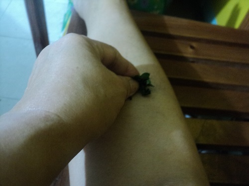 Applying  squeezed malunggay to skin cut or wound