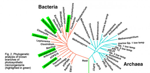 BACTERIAL CLASSIFICATION