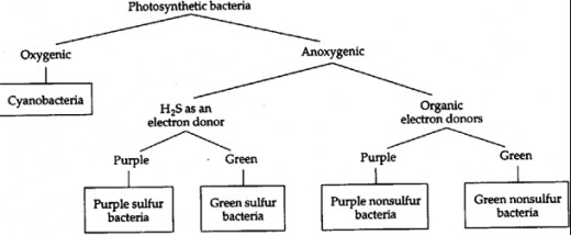 PHOTOSYNTHETIC BACTERIAL CLASSIFICATION