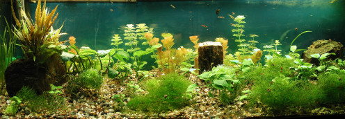 This is a good tank to start with since it is one of my first biologically filtered tanks. The plants grew like weeds.