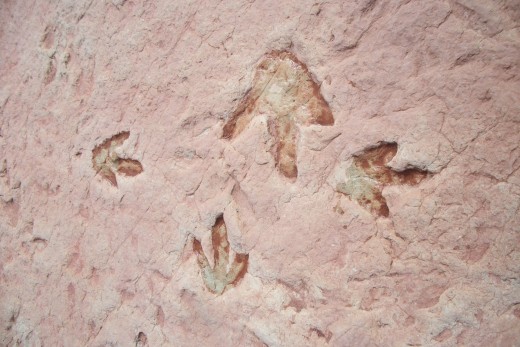 Dilophosaurus prints alongside human prints (my footprint size), Navajo Nation, east end of the Grand Canyon
