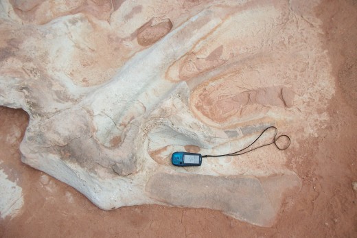 Dilophosaurus fossil in the same strata as the living footprints. Were they dieing? (same as above)