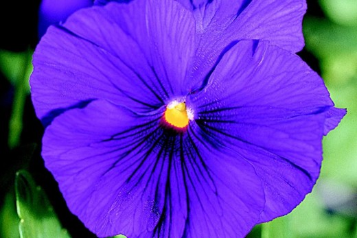Purple Pansy Viola x wittrockiana - deep, clear color.