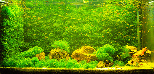 My current aquarium. I have been creating moss walls and floors for decades. I am the major seller of mosses to local fish stores.