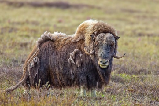 Musk-Ox at Nome, Alaska.  Bering Strait. Photo used with permission.