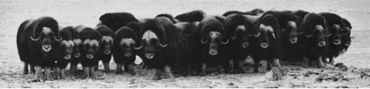 Public Domain.  Muskoxen in defense formation.  Nunavik, Alaska 1930.