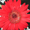FlowerCS profile image FlowerCS profile image