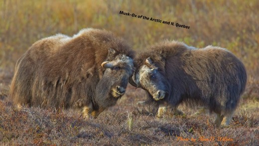 Two muskoxen ready to do battle. Males, ever ready to fight.  Photo used with permission.