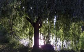 Wonderful Willow
