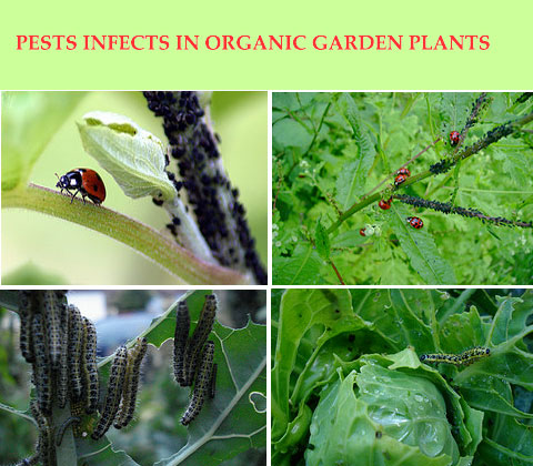 Pests infects organic garden plants