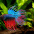 A beautiful male Crowntail Betta fish. A beautiful male Crowntail Betta fish.