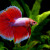 A red color variety of the Betta Splendens. A red color variety of the Betta Splendens.