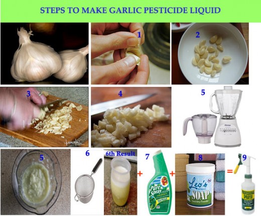 Steps to make Organic Garlic Pesticide