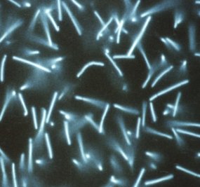 Bacilli Methanogens