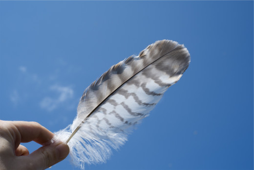 Feather in the wind