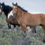 Wild horses. Wild horses.