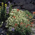 Mixed wildflowers. Mixed wildflowers.