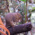 A mountain squirrel. A mountain squirrel.