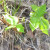 Up close and personal look at a poison ivy plant. Up close and personal look at a poison ivy plant.