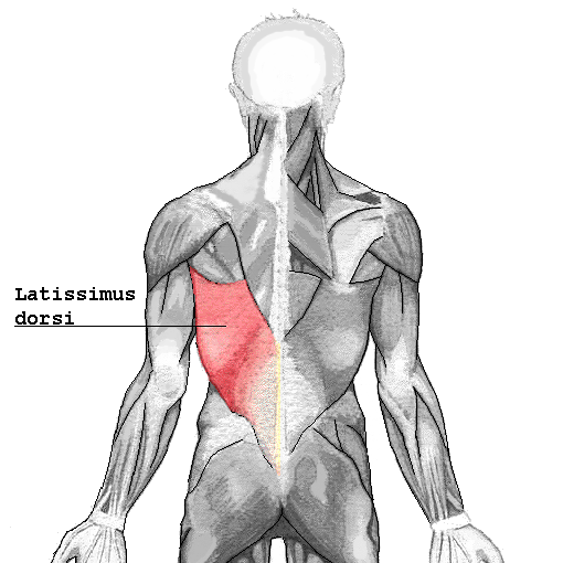 The latissimus dorsi muscle group, highlighted in red.