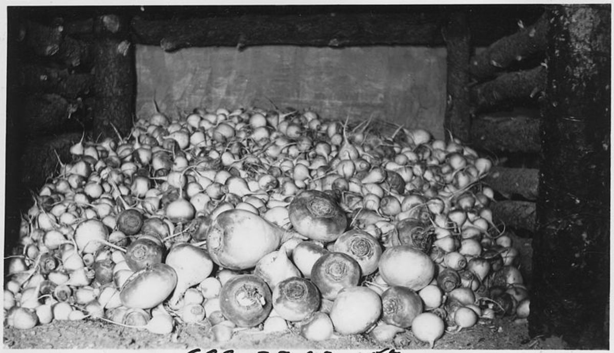 Large crops of vegetables such as these turnips could be stored on the floor of the cellar.